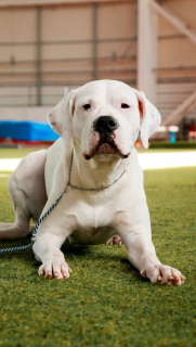 Photo №4. I will sell dogo argentino in the city of Kazan. from nursery - price - negotiated