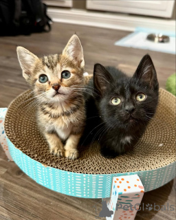 Photo №2 to announcement № 150622 for the sale of domestic cat - buy in Germany from the shelter, breeder