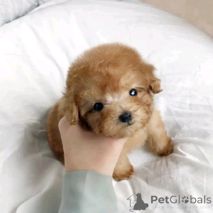 Photo №2 to announcement № 136382 for the sale of poodle (dwarf) - buy in Germany private announcement, breeder