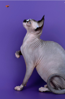 Photo №2 to announcement № 5775 for the sale of sphynx-katze - buy in Russian Federation from nursery