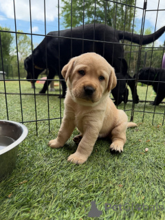 Photo №1. labrador retriever - for sale in the city of Berlin | negotiated | Announcement № 171287