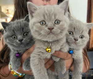 Photo №1. british shorthair - for sale in the city of Egilsstaðir | 413$ | Announcement № 173487