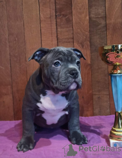 Photo №1. american bully - for sale in the city of Lviv | 2000$ | Announcement № 33344