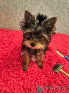 Photo №1. yorkshire terrier - for sale in the city of Saratov | 391$ | Announcement № 69405