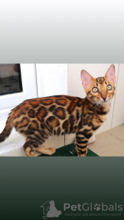 Photo №2 to announcement № 29858 for the sale of bengal cat - buy in Belarus from nursery