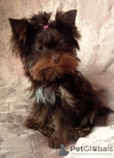 Photo №1. yorkshire terrier - for sale in the city of Minsk | negotiated | Announcement № 29362
