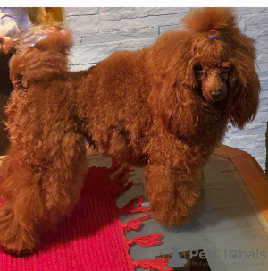 Additional photos: Red Toy Poodle