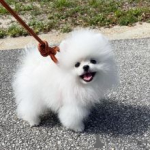 Photo №1. pomeranian - for sale in the city of Prague | 300$ | Announcement № 111170