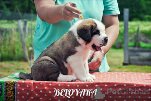 Photo №2 to announcement № 7212 for the sale of st. bernard - buy in Belarus from nursery