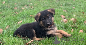 Photo №2 to announcement № 42257 for the sale of german shepherd - buy in Germany private announcement