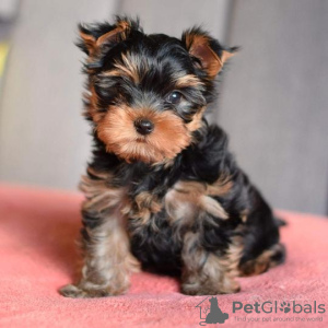 Photo №2 to announcement № 119346 for the sale of yorkshire terrier - buy in Germany private announcement