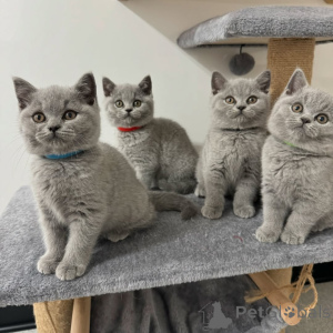 Photo №1. british shorthair - for sale in the city of Degerby | 400$ | Announcement № 170774