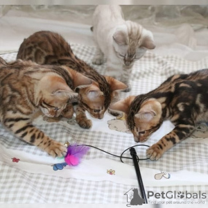 Photo №2 to announcement № 81245 for the sale of bengal cat - buy in United States private announcement