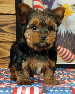 Photo №1. yorkshire terrier - for sale in the city of Orlando | negotiated | Announcement № 11075