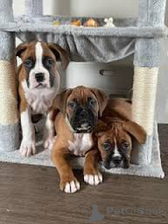 Photo №1. boxer - for sale in the city of BELFAST | 877$ | Announcement № 166116