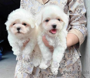 Photo №3. Cavapoo puppies. Switzerland