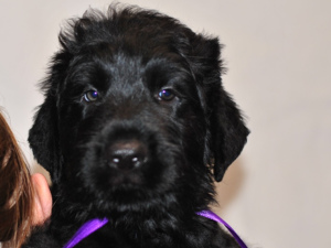Photo №4. I will sell black russian terrier in the city of Barnaul. from nursery, breeder - price - 200$