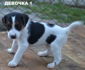 Photo №1. parson russell terrier - for sale in the city of Ровно | 275$ | Announcement № 12810