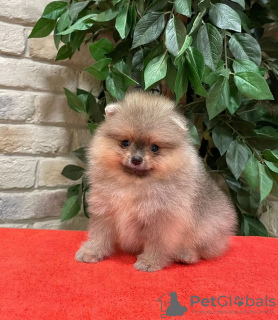 Photo №1. pomeranian - for sale in the city of Paris | negotiated | Announcement № 17335