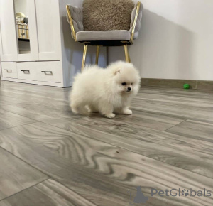 Photo №4. I will sell pomeranian in the city of Berlin. private announcement - price - negotiated