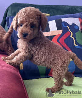 Additional photos: Miniature poodle puppies