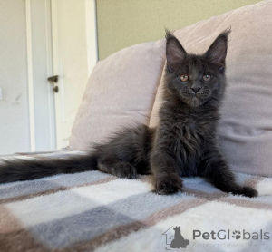 Photo №1. maine coon - for sale in the city of BASTOGNE | negotiated | Announcement № 155698