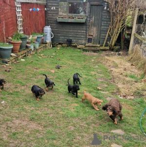 Photo №4. I will sell non-pedigree dogs in the city of Courcelles. private announcement - price - Is free