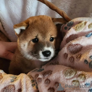 Photo №1. shiba inu - for sale in the city of Rzeszów | 909$ | Announcement № 95779