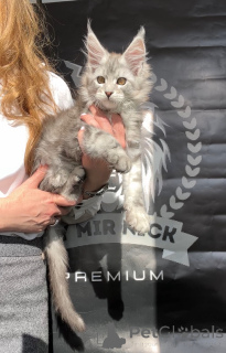 Photo №3. Alfred. United States