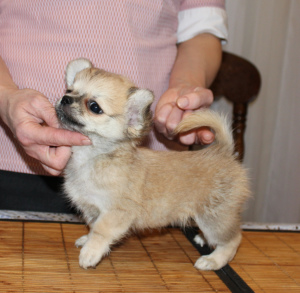 Photo №4. I will sell chihuahua in the city of Москва. breeder - price - 809$