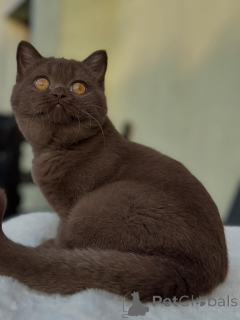 Photo №1. british shorthair - for sale in the city of Basel | negotiated | Announcement № 153740