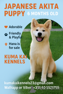 Photo №1. akita - for sale in the city of Kruševac | 941$ | Announcement № 69446