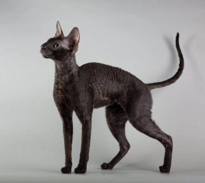 Photo №4. I will sell cornish rex in the city of Milan. private announcement, from the shelter, breeder - price - 777$