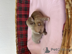 Photo №2 to announcement № 49820 for the sale of chihuahua - buy in France from nursery
