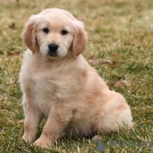 Photo №1. golden retriever - for sale in the city of Munich | 413$ | Announcement № 165132