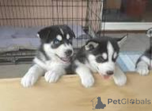 Photo №2 to announcement № 166745 for the sale of siberian husky - buy in France private announcement, breeder