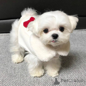 Photo №1. maltese dog - for sale in the city of Helsinki | 568$ | Announcement № 167175