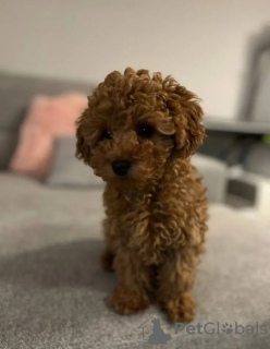 Photo №2 to announcement № 132003 for the sale of poodle (toy) - buy in Netherlands breeder