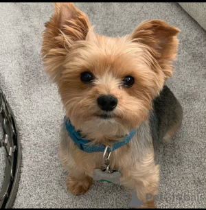 Photo №2 to announcement № 137405 for the sale of yorkshire terrier - buy in Sweden breeder