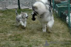 Photo №4. I will sell alaskan malamute in the city of Berlin.  - price - negotiated