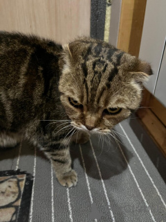 Photo №4. I will sell scottish fold in the city of Москва.  - price - Is free
