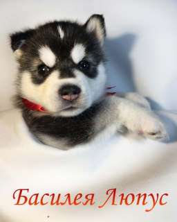 Photo №2 to announcement № 3317 for the sale of siberian husky - buy in Belarus private announcement