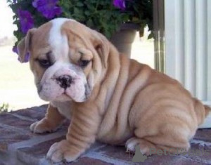 Photo №1. english bulldog - for sale in the city of Vienna | negotiated | Announcement № 166910