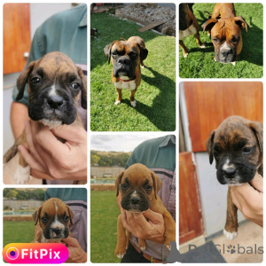 Photo №1. boxer - for sale in the city of Barsel | negotiated | Announcement № 166366