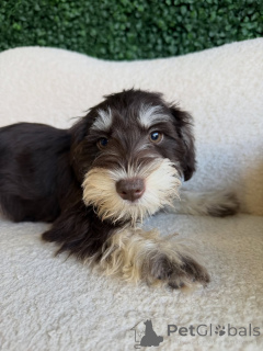 Photo №2 to announcement № 168567 for the sale of schnauzer - buy in Germany breeder