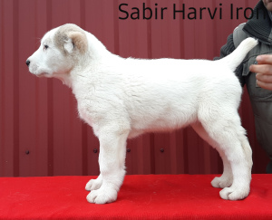 Photo №1. central asian shepherd dog - for sale in the city of Ивано-Франковск | Negotiated | Announcement № 5680