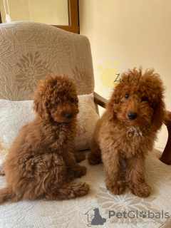 Additional photos: Toy poodle puppies for sale. Miniature poodle
