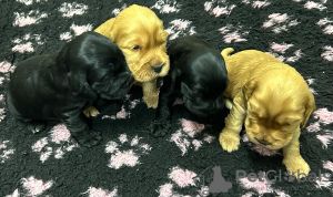 Photo №2 to announcement № 127690 for the sale of english cocker spaniel - buy in Serbia 