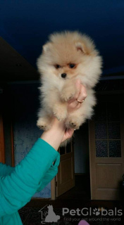 Photo №2 to announcement № 10742 for the sale of pomeranian - buy in Israel private announcement