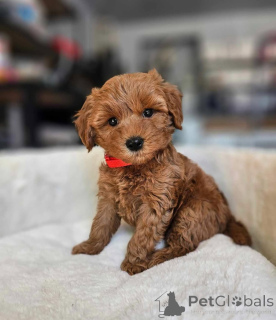 Photo №2 to announcement № 152641 for the sale of poodle (toy) - buy in United States breeder